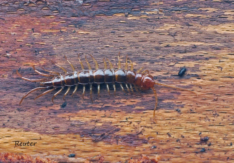 Gemeiner Steinläufer (Lithobius forficatus)